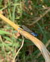 elsiearaujoo Altpins Profile Picture