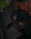 elsiearaujoo Altpins Profile Picture