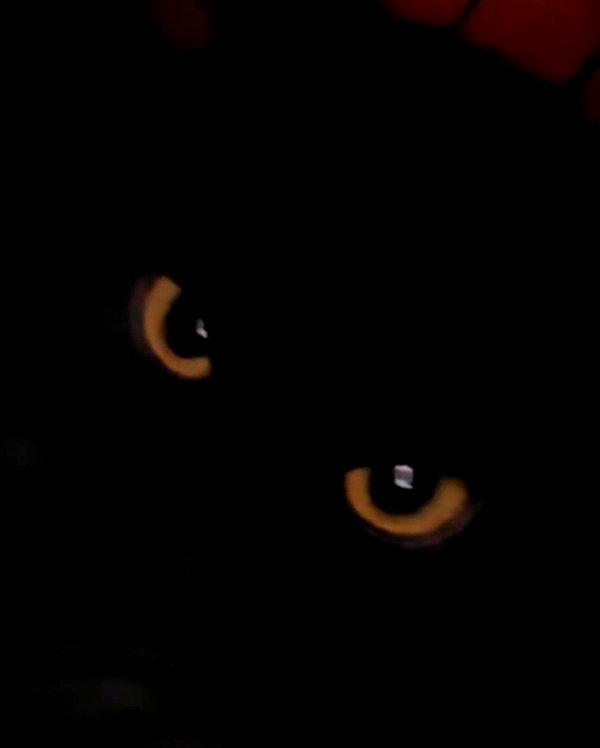 elsiearaujoo instagram image archive image