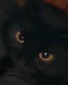 elsiearaujoo Altpins Profile Picture