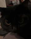 elsiesmellsiee Altpins Profile Picture