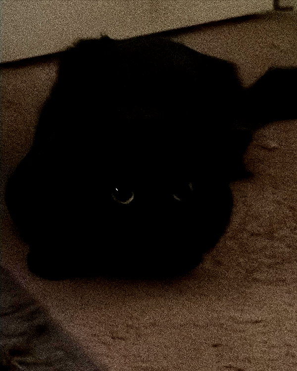 elsiesmellsiee elsiesmellsiee archive image