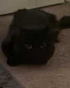 elsiesmellsiee Altpins Profile Picture