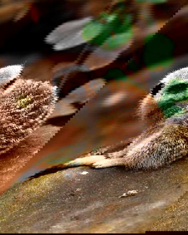 emxllouise2 image ~ Altpins