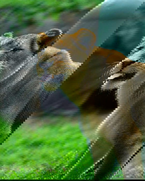 emxllouise2 image ~ Altpins