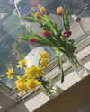 fabiana.bolanos Altpins Profile Picture