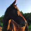 fegalvao_ Altpins Profile Picture