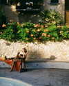 florenceros.e Altpins Profile Picture