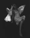 florenceros.e Altpins Profile Picture