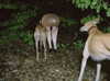 florenceros.e Altpins Profile Picture