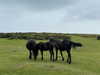 florenceros.e Altpins Profile Picture