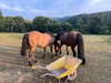 florenceros.e Altpins Profile Picture