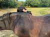 florenceros.e Altpins Profile Picture