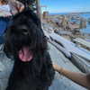 gal_laniado Altpins Profile Picture
