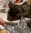 giadapaletto_ Altpins Profile Picture