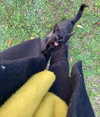 giadapaletto_ Altpins Profile Picture