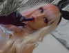 glizzygobblerx Altpins Profile Picture