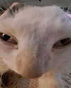 glizzygobblerx Altpins Profile Picture