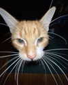glizzygobblerx Altpins Profile Picture