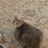 gonkgonk666 Altpins Profile Picture