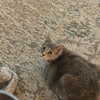 gonkgonk666 Altpins Profile Picture
