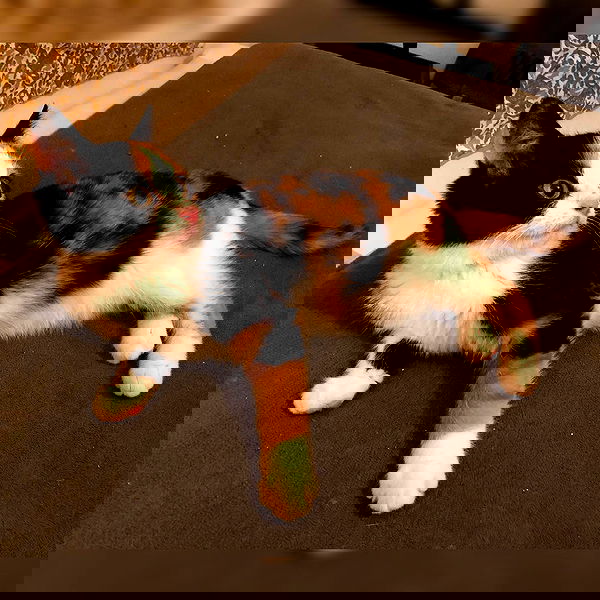 gumihohannya image ~ Altpins