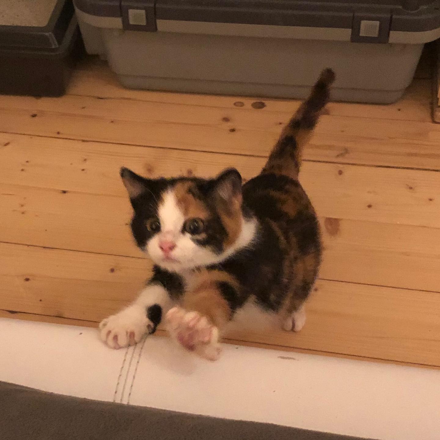 gumihohannya instagram image archive image