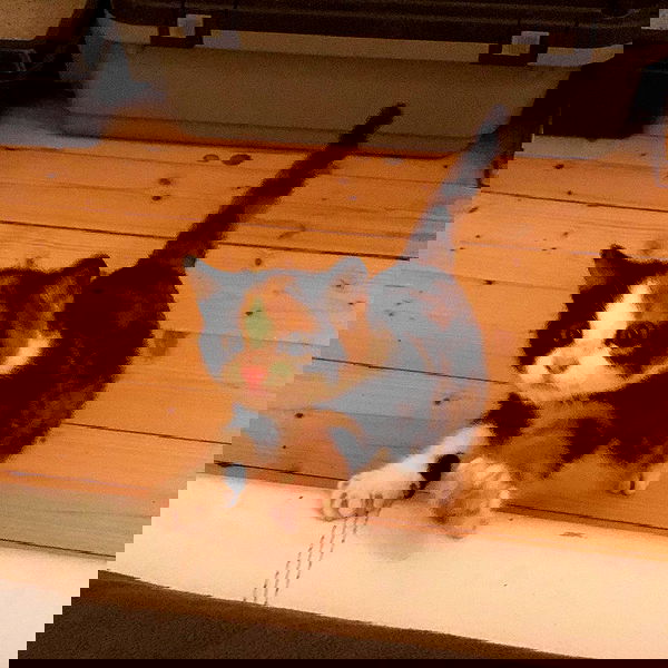 gumihohannya image ~ Altpins