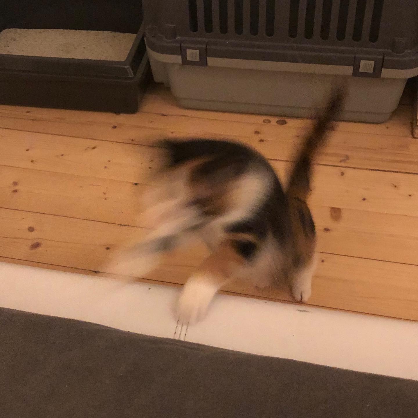 gumihohannya instagram image archive image