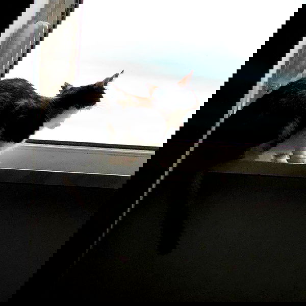 gumihohannya image ~ Altpins