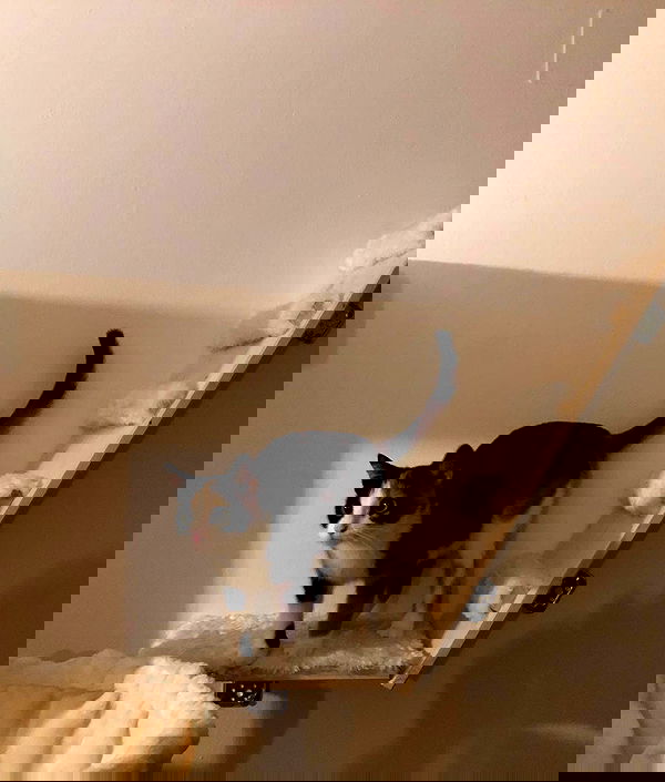 gumihohannya image ~ Altpins