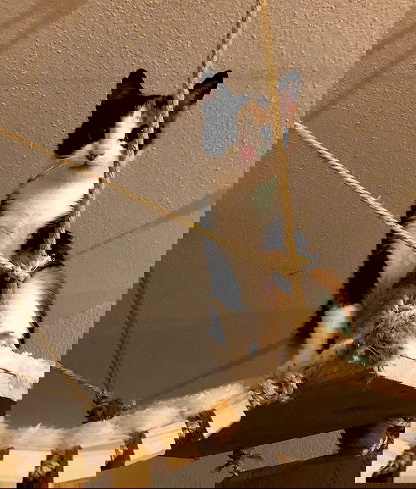 gumihohannya image ~ Altpins