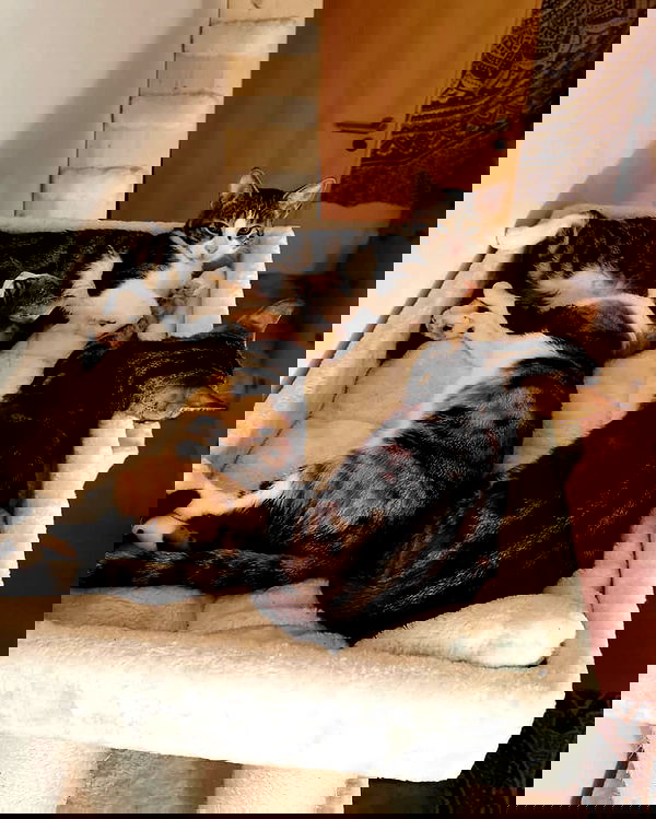 gumihohannya image ~ Altpins