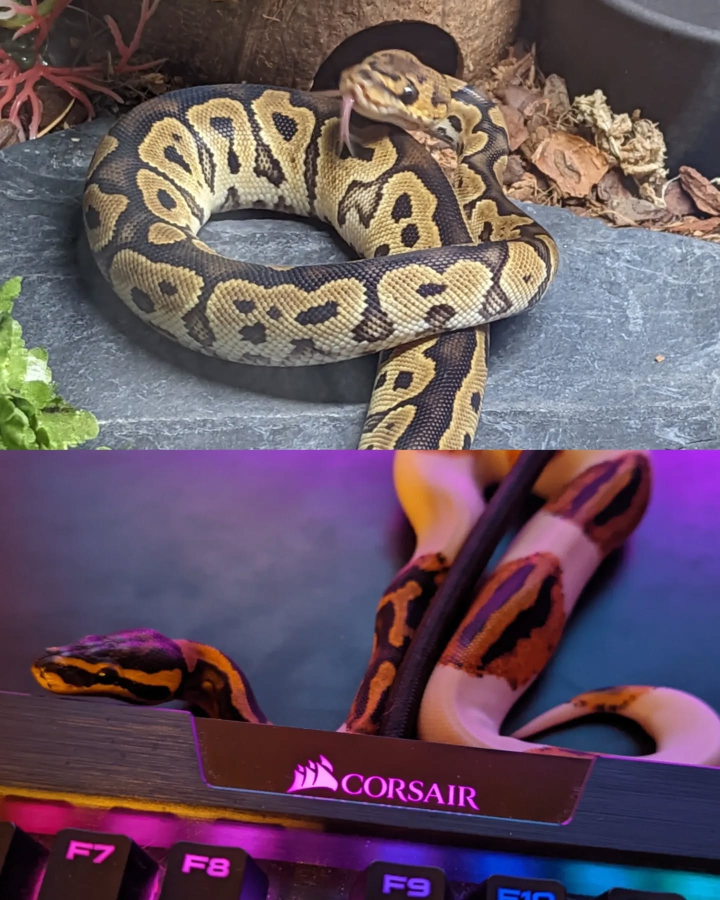 gumihohannya instagram image archive image