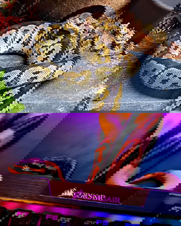 gumihohannya image ~ Altpins