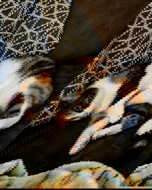 gumihohannya image ~ Altpins