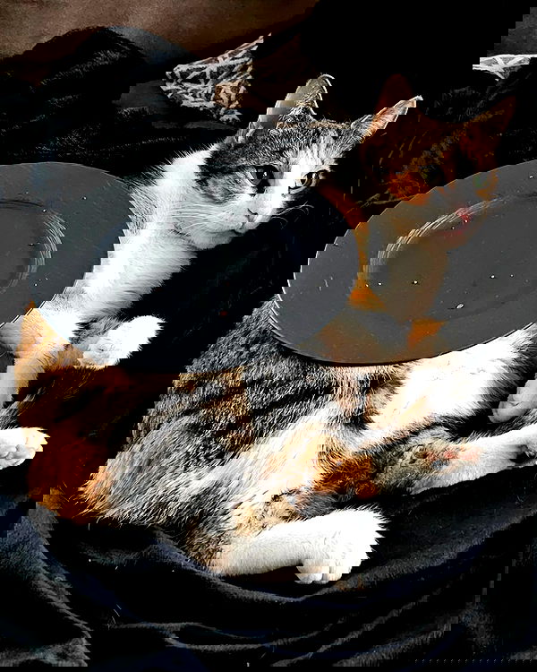 gumihohannya image ~ Altpins