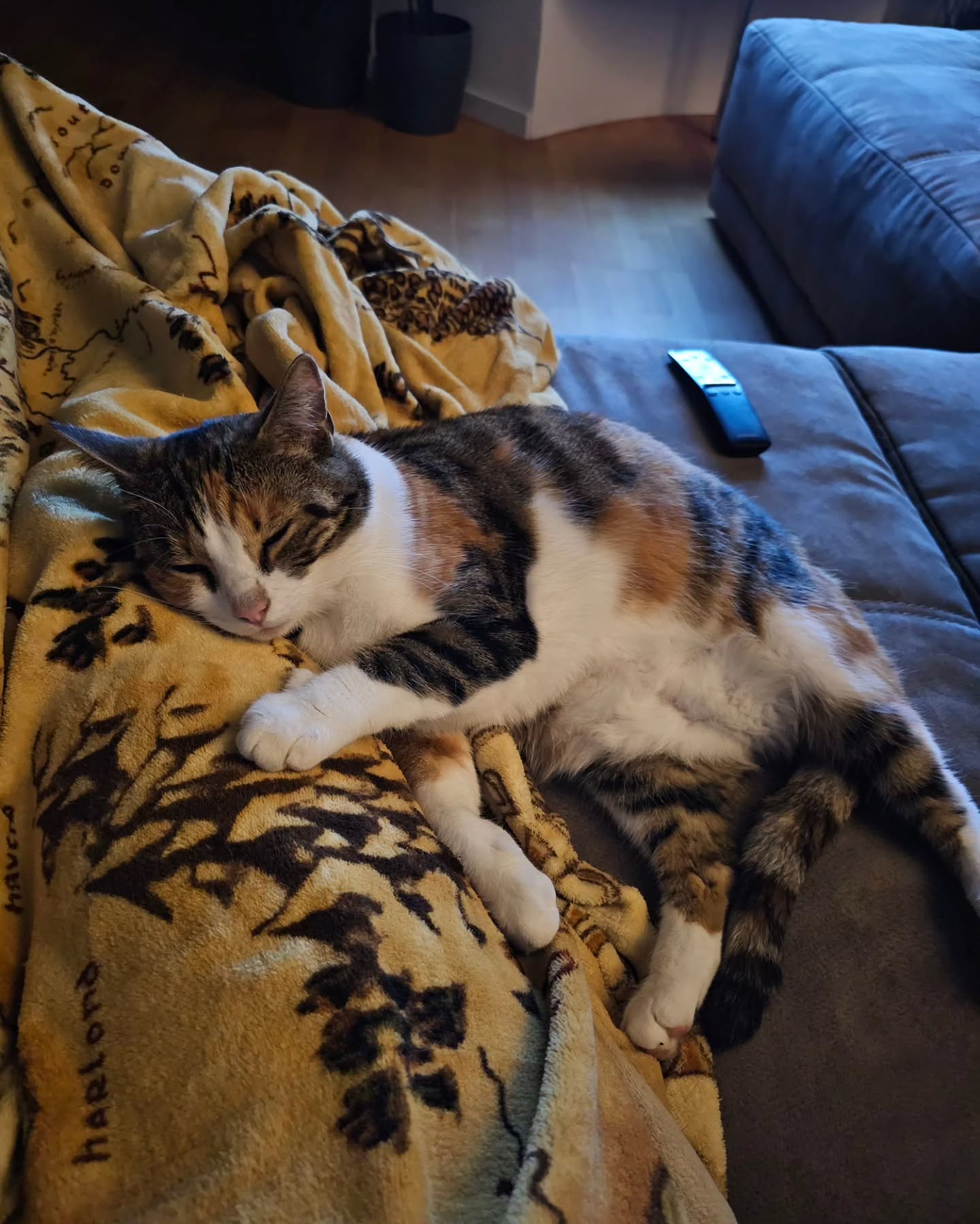 gumihohannya instagram image archive image