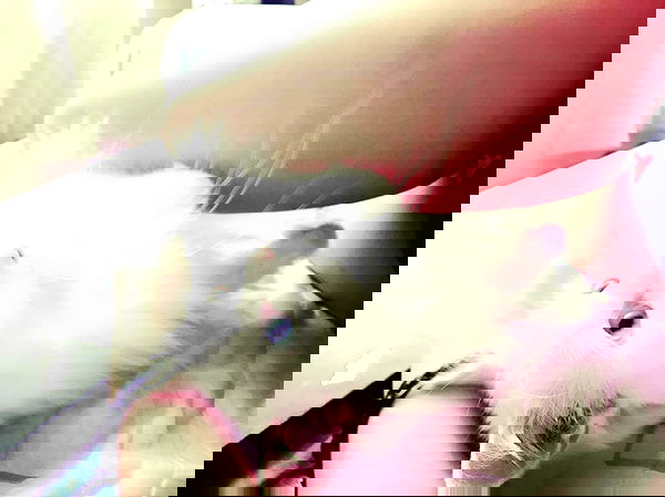 hana.bunny_bunny image ~ Altpins