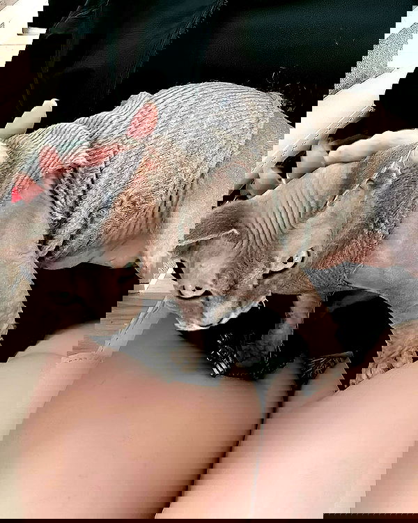 hana.bunny_bunny image ~ Altpins