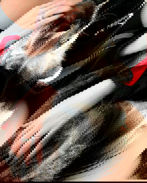 hana.bunny_bunny image ~ Altpins