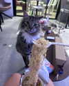 hellowkitty4ever Altpins Profile Picture