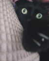 hellowkitty4ever Altpins Profile Picture