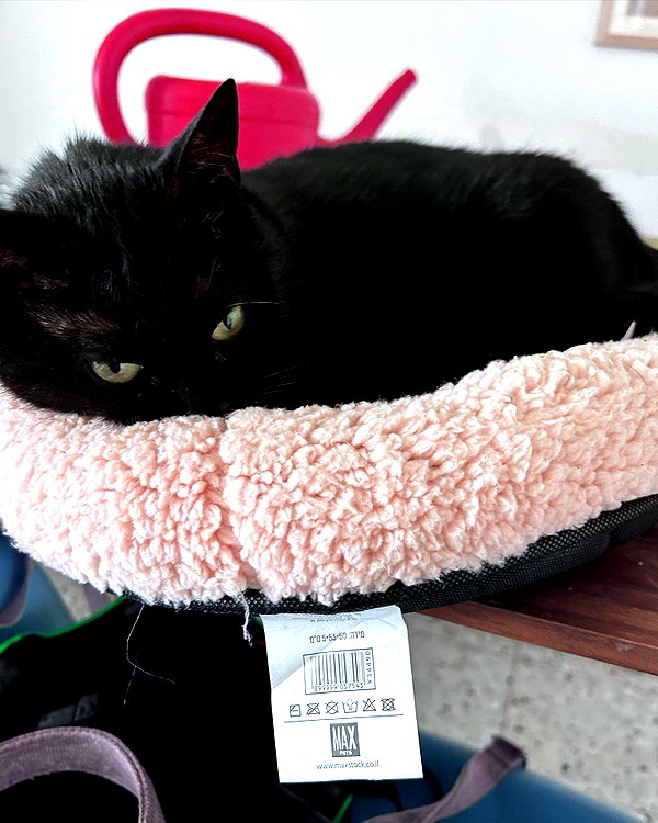 hellowkitty4ever instagram image archive image