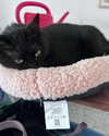 hellowkitty4ever Altpins Profile Picture