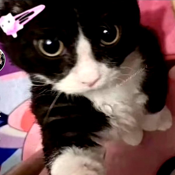 hellowkitty4ever instagram image archive image