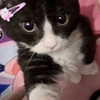 hellowkitty4ever Altpins Profile Picture
