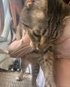 hellowkitty4ever Altpins Profile Picture