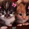 hellowkitty4ever Altpins Profile Picture