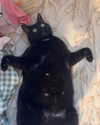 hellowkitty4ever Altpins Profile Picture